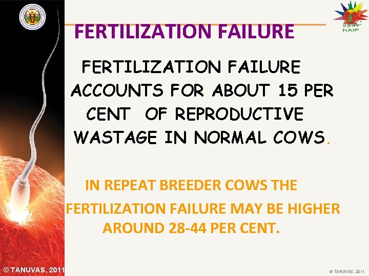 FERTILIZATION FAILURE ACCOUNTS FOR ABOUT 15 PER CENT OF REPRODUCTIVE WASTAGE IN NORMAL COWS.