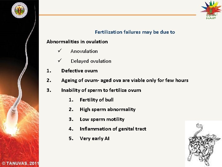 Fertilization failures may be due to Abnormalities in ovulation © TANUVAS, 2011 ü Anovulation