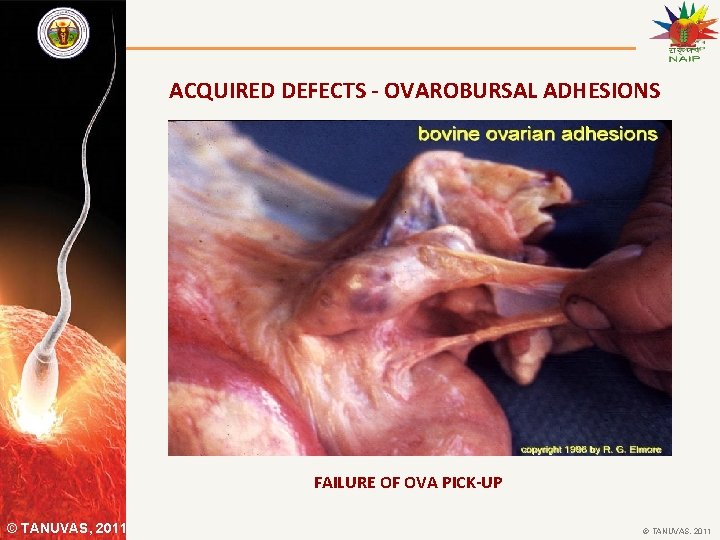 ACQUIRED DEFECTS - OVAROBURSAL ADHESIONS FAILURE OF OVA PICK-UP © TANUVAS, 2011 