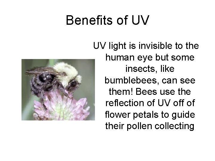 Benefits of UV UV light is invisible to the human eye but some insects,