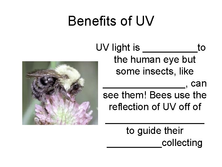 Benefits of UV UV light is _____to the human eye but some insects, like