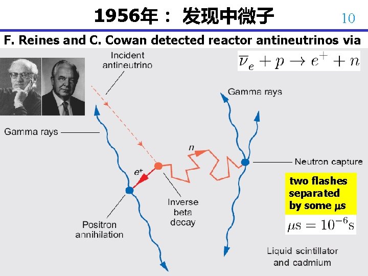 1956年： 发现中微子 10 F. Reines and C. Cowan detected reactor antineutrinos via two flashes