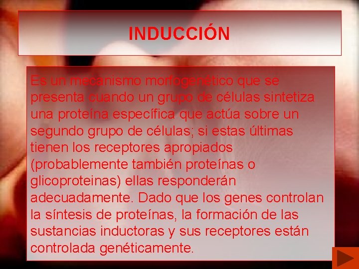 INDUCCIÓN Es un mecanismo morfogenético que se presenta cuando un grupo de células sintetiza