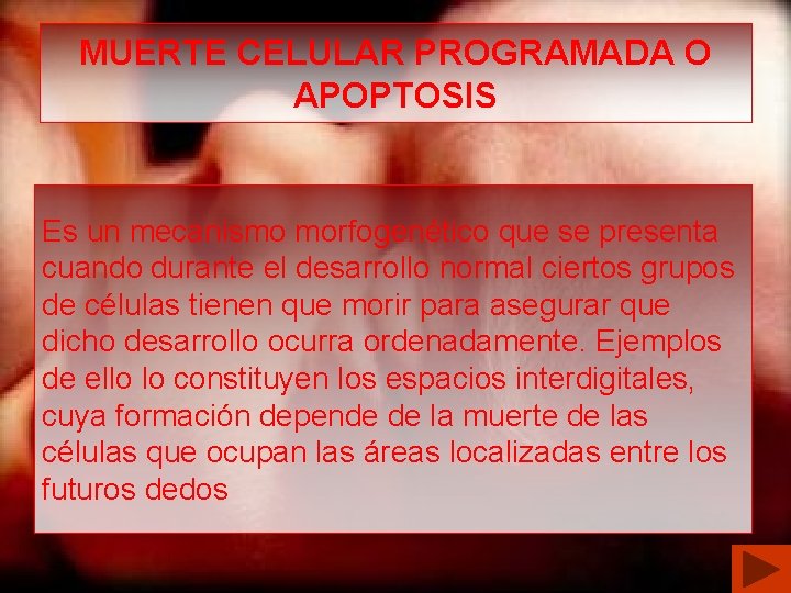 MUERTE CELULAR PROGRAMADA O APOPTOSIS Es un mecanismo morfogenético que se presenta cuando durante