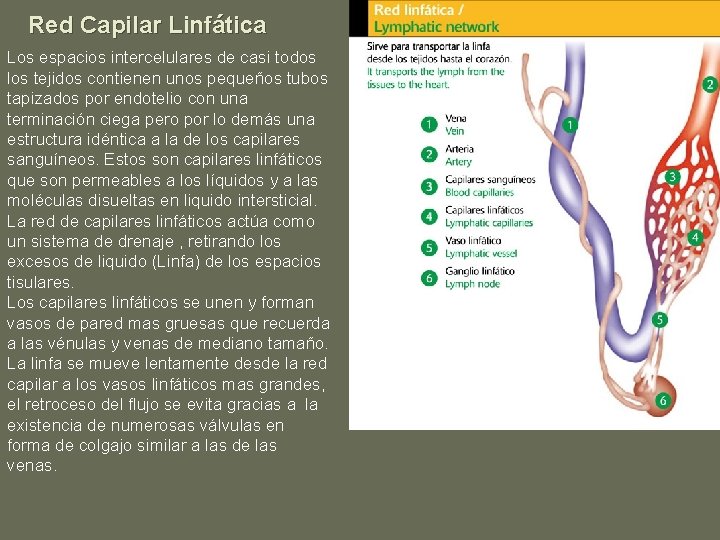 Red Capilar Linfática Los espacios intercelulares de casi todos los tejidos contienen unos pequeños