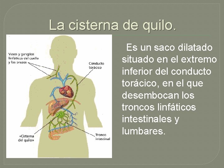 La cisterna de quilo. Es un saco dilatado situado en el extremo inferior del