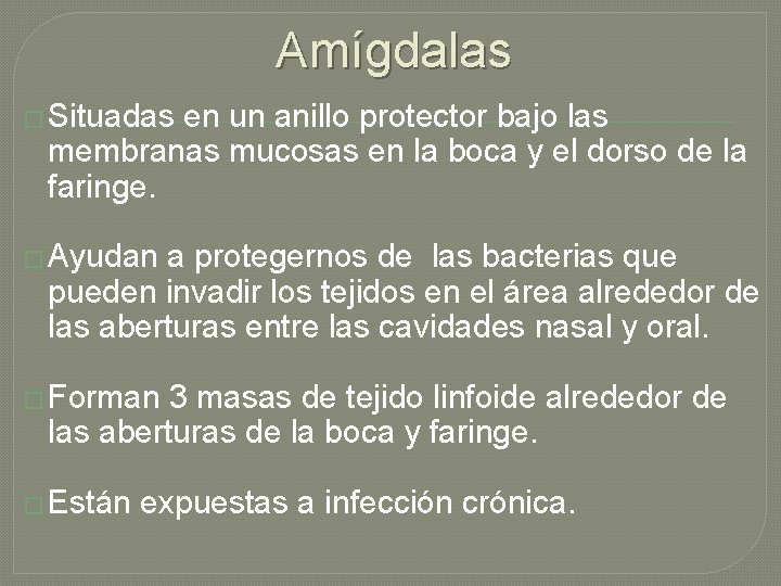 Amígdalas � Situadas en un anillo protector bajo las membranas mucosas en la boca