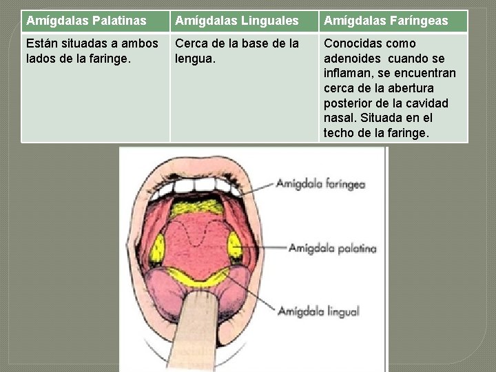 Amígdalas Palatinas Amígdalas Linguales Amígdalas Faríngeas Están situadas a ambos lados de la faringe.