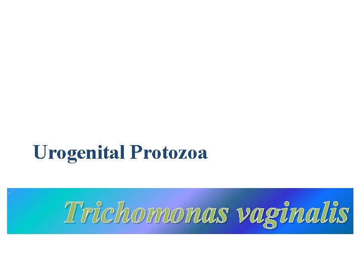 Urogenital Protozoa Trichomonas vaginalis 