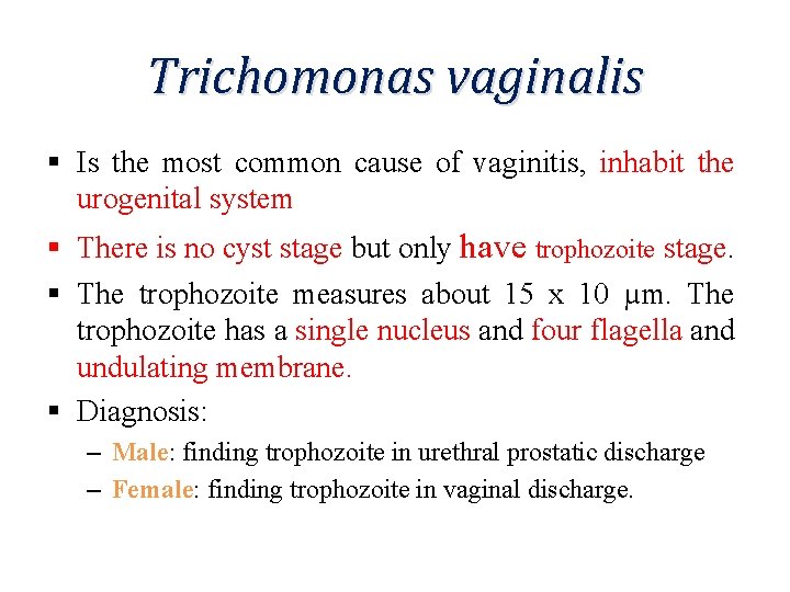 Trichomonas vaginalis § Is the most common cause of vaginitis, inhabit the urogenital system