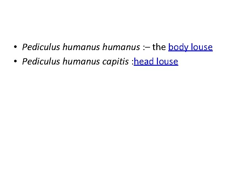  • Pediculus humanus : – the body louse • Pediculus humanus capitis :