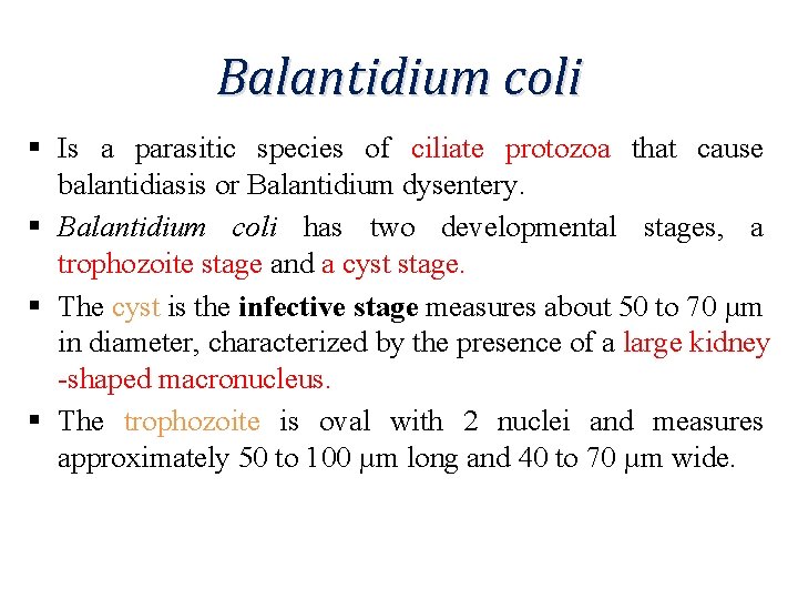 Balantidium coli § Is a parasitic species of ciliate protozoa that cause balantidiasis or