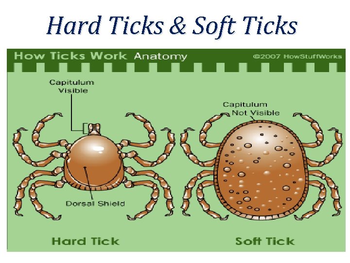 Hard Ticks & Soft Ticks 