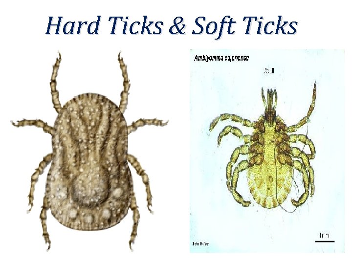 Hard Ticks & Soft Ticks 