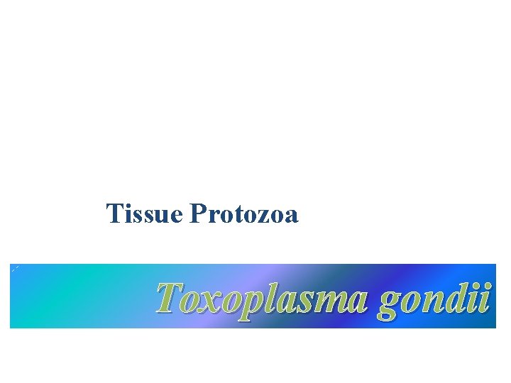 Tissue Protozoa Toxoplasma gondii 