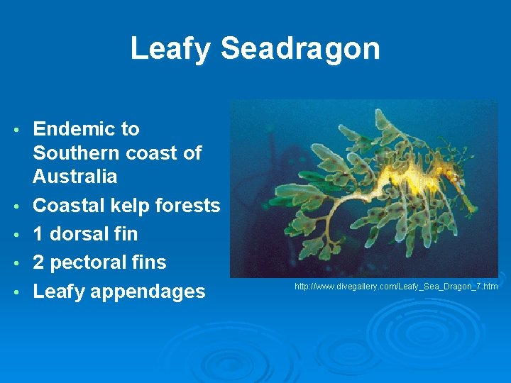 Leafy Seadragon • • • Endemic to Southern coast of Australia Coastal kelp forests