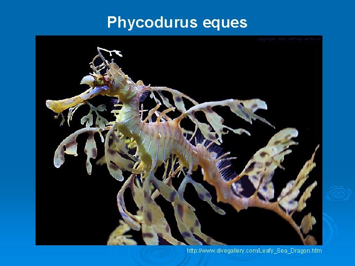 Phycodurus eques http: //www. divegallery. com/Leafy_Sea_Dragon. htm 