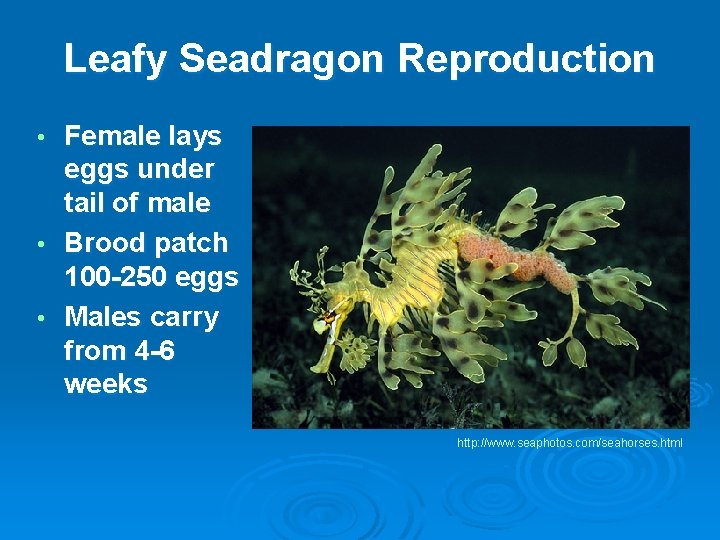 Leafy Seadragon Reproduction Female lays eggs under tail of male • Brood patch 100