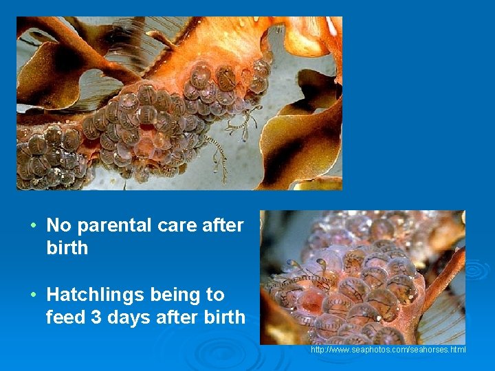  • No parental care after birth • Hatchlings being to feed 3 days