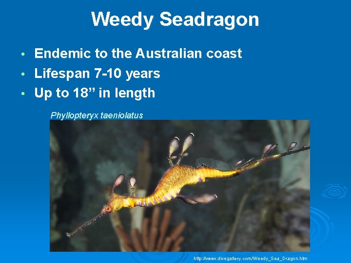 Weedy Seadragon Endemic to the Australian coast • Lifespan 7 -10 years • Up