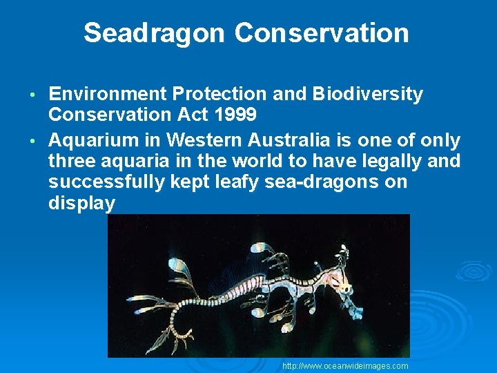 Seadragon Conservation Environment Protection and Biodiversity Conservation Act 1999 • Aquarium in Western Australia