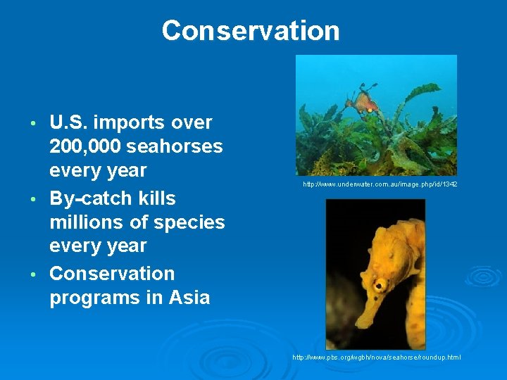 Conservation U. S. imports over 200, 000 seahorses every year • By-catch kills millions