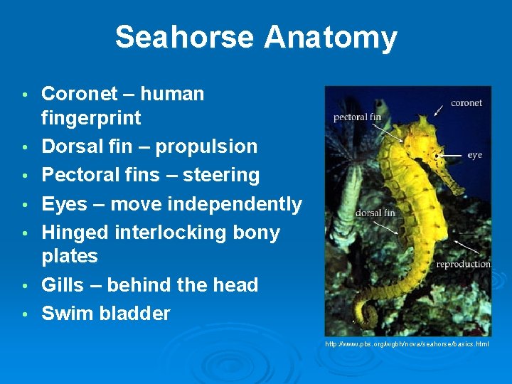 Seahorse Anatomy • • Coronet – human fingerprint Dorsal fin – propulsion Pectoral fins