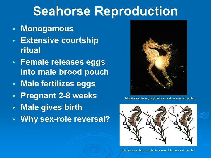 Seahorse Reproduction • • Monogamous Extensive courtship ritual Female releases eggs into male brood
