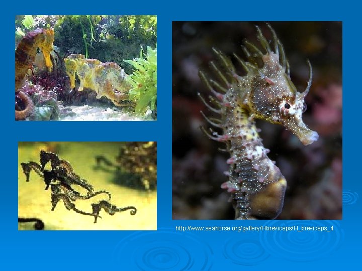 http: //www. seahorse. org/gallery/Hbreviceps/H_breviceps_4 