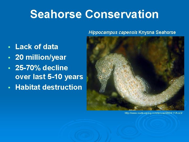 Seahorse Conservation Hippocampus capensis Knysna Seahorse • • Lack of data 20 million/year 25