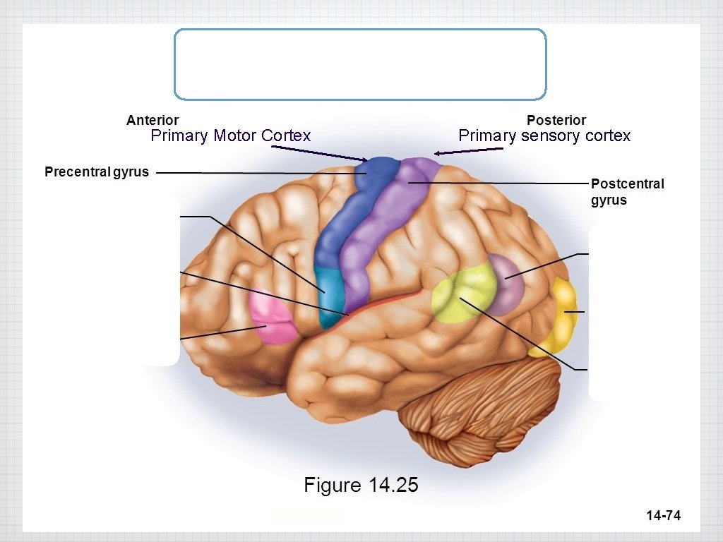 Primary Motor Cortex Primary sensory cortex 