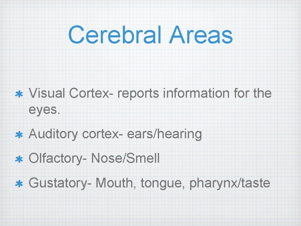 Cerebral Areas Visual Cortex- reports information for the eyes. Auditory cortex- ears/hearing Olfactory- Nose/Smell