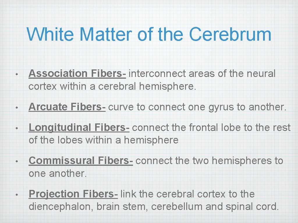 White Matter of the Cerebrum • Association Fibers- interconnect areas of the neural cortex