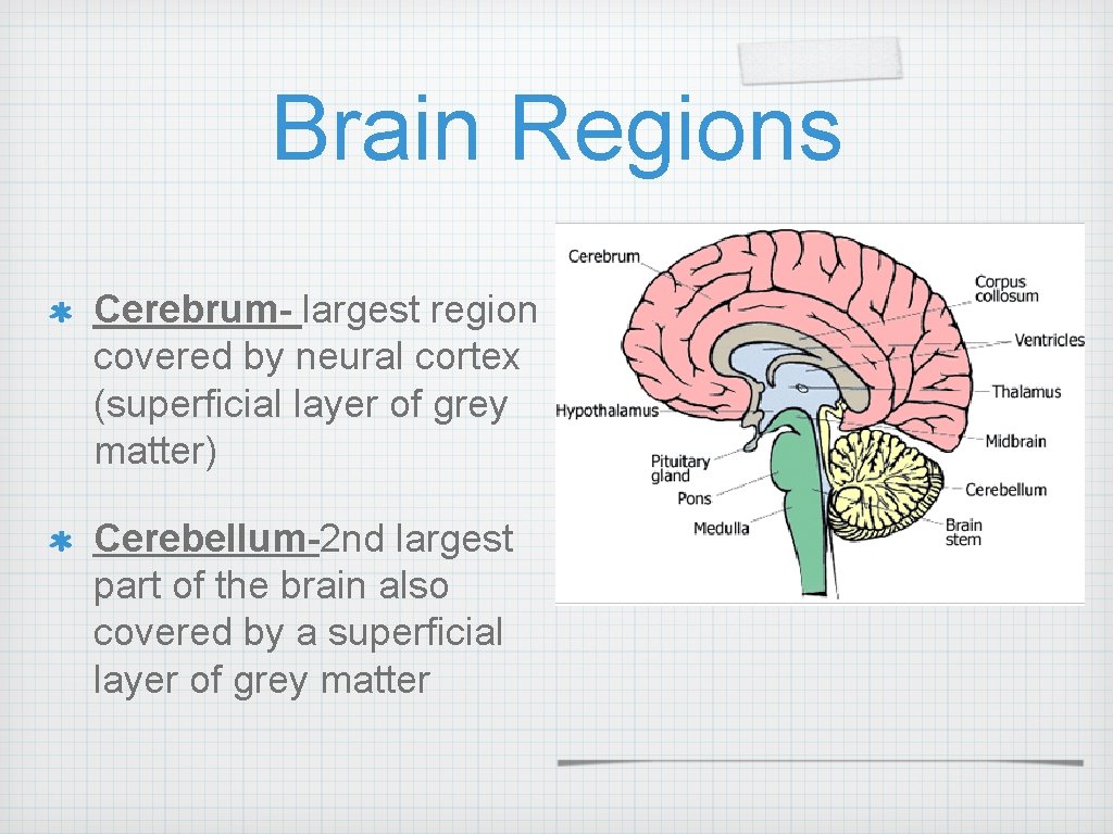 Brain Regions Cerebrum- largest region covered by neural cortex (superficial layer of grey matter)