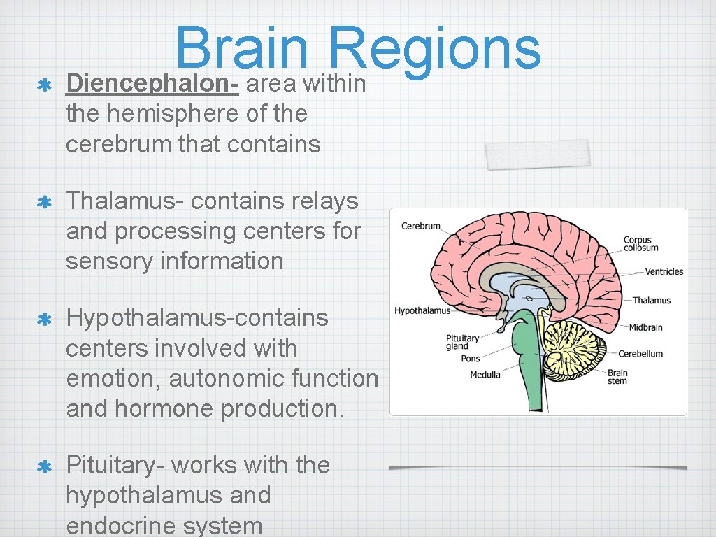 Brain Regions Diencephalon- area within the hemisphere of the cerebrum that contains Thalamus- contains