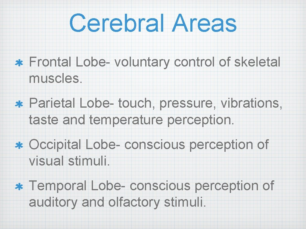 Cerebral Areas Frontal Lobe- voluntary control of skeletal muscles. Parietal Lobe- touch, pressure, vibrations,