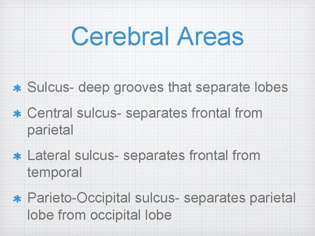 Cerebral Areas Sulcus- deep grooves that separate lobes Central sulcus- separates frontal from parietal
