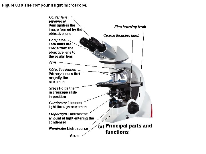 Figure 3. 1 a The compound light microscope. Ocular lens (eyepiece) Remagnifies the image