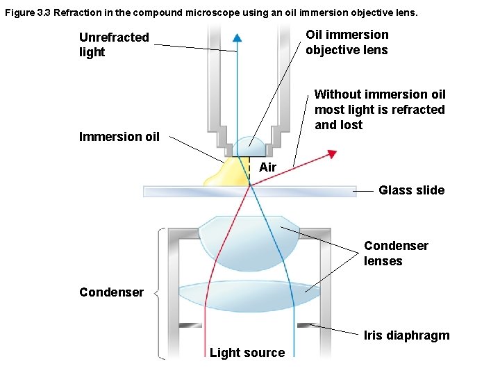 Figure 3. 3 Refraction in the compound microscope using an oil immersion objective lens.