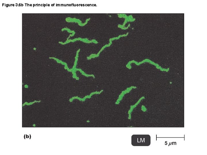 Figure 3. 6 b The principle of immunofluorescence. 