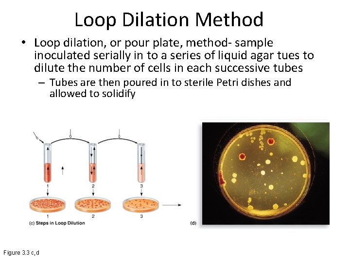 Loop Dilation Method • Loop dilation, or pour plate, method- sample inoculated serially in