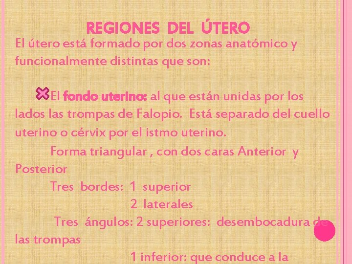 REGIONES DEL ÚTERO El útero está formado por dos zonas anatómico y funcionalmente distintas