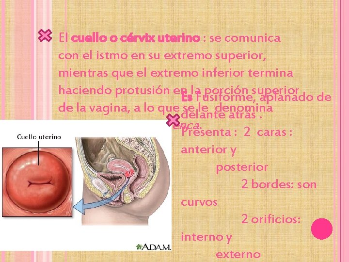 El cuello o cérvix uterino : se comunica con el istmo en su extremo