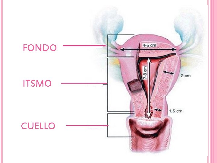 FONDO ITSMO CUELLO 