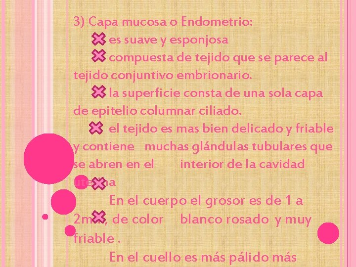 3) Capa mucosa o Endometrio: es suave y esponjosa compuesta de tejido que se