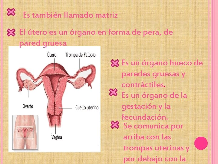 Es también llamado matriz El útero es un órgano en forma de pera, de