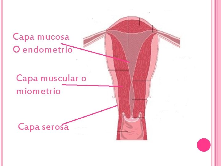 Capa mucosa O endometrio Capa muscular o miometrio Capa serosa 