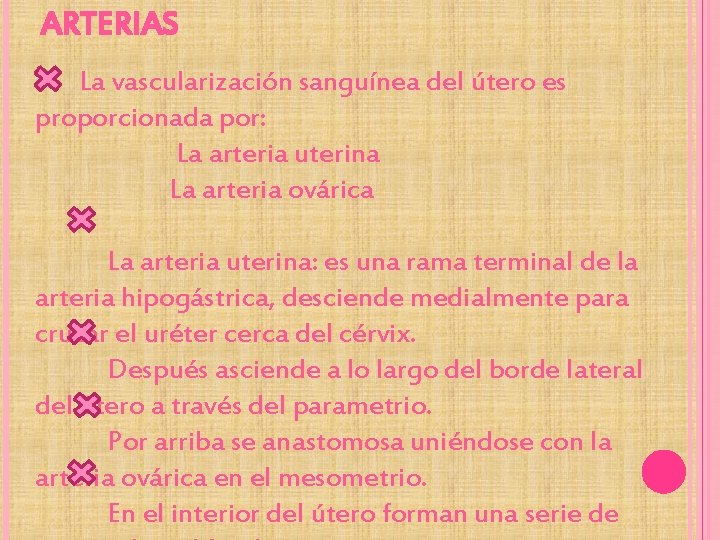 ARTERIAS La vascularización sanguínea del útero es proporcionada por: La arteria uterina La arteria