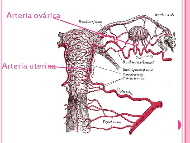 Arteria ovárica Arteria uterina 