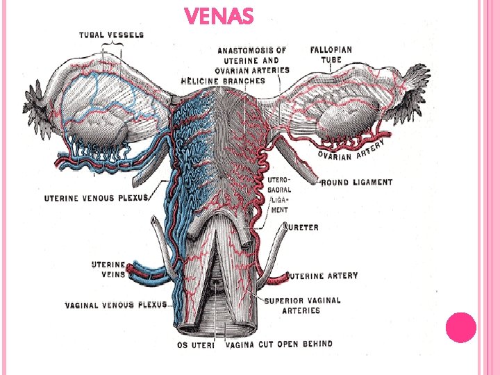 VENAS 